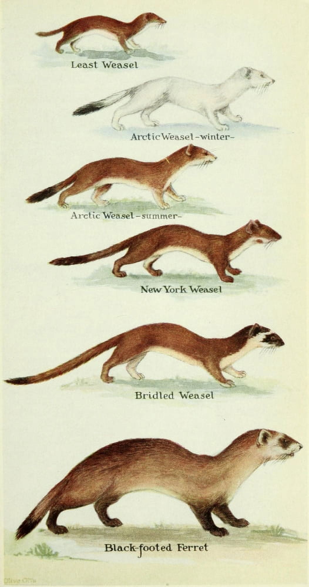 North American Mammals 1928 Weasels & Ferrets Canvas Art - Olive Otis (24 x 36)
