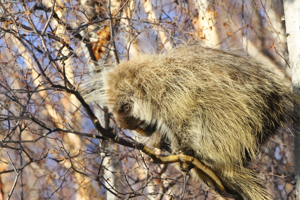 North American Porcupine In A Tree Canvas Art - Richard Wear Design Pics (34 x 22)