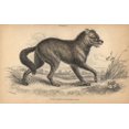 thumbnail image 1 of North American Prairie Wolf Or Coyote Canis Latrans Poster Print By ?? Florilegius Mary Evans, 1 of 4