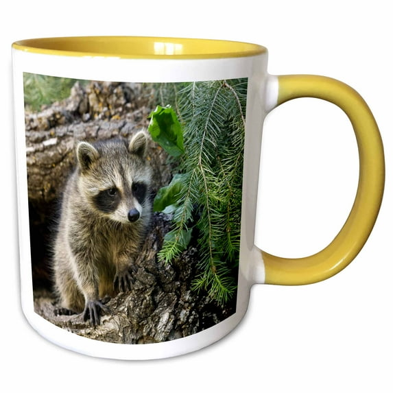 3drose, North American Raccoon, in Hollow Log, Montana., 11oz Two-tone Yellow Mug
