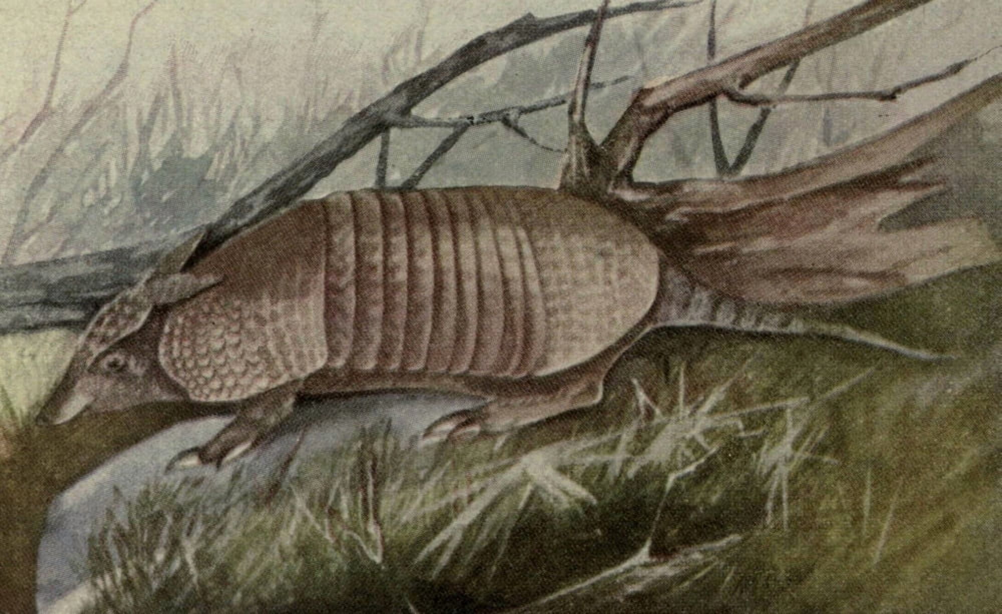 North American Wild Animals 1915 Armadillo Canvas Art - Harry F Harvey (18 x 24)