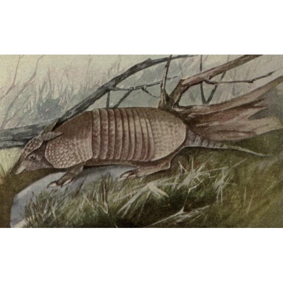 North American Wild Animals 1915 Armadillo Poster Print by Harry F. Harvey (24 x 36)