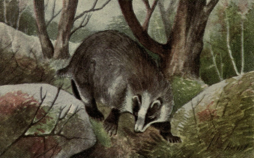 North American Wild Animals 1915 Badger Canvas Art - Harry F Harvey (24 x 36)