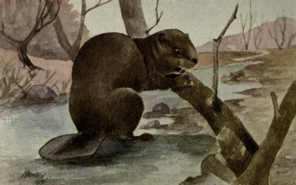 North American Wild Animals 1915 Beaver Canvas Art - Harry F Harvey (24 x 36)
