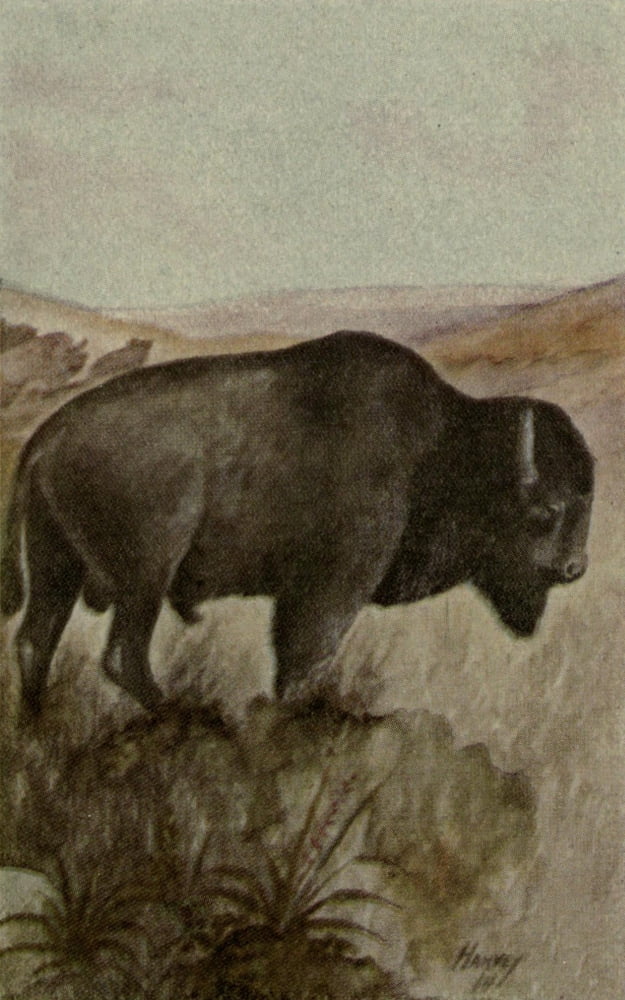 North American Wild Animals 1915 Buffalo Canvas Art - Harry F Harvey (18 x 24)