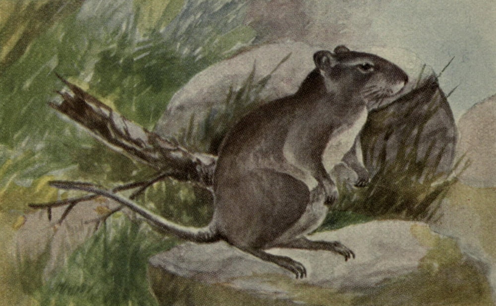 North American Wild Animals 1915 Common Rat Canvas Art - Harry F Harvey (18 x 24)
