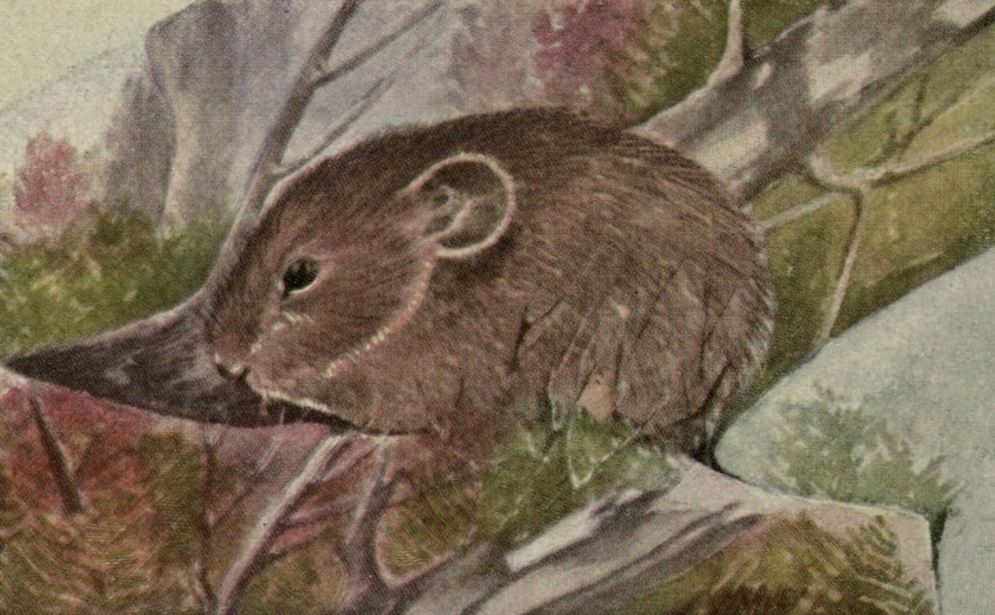 North American Wild Animals 1915 Cony Canvas Art - Harry F Harvey (18 x 24)