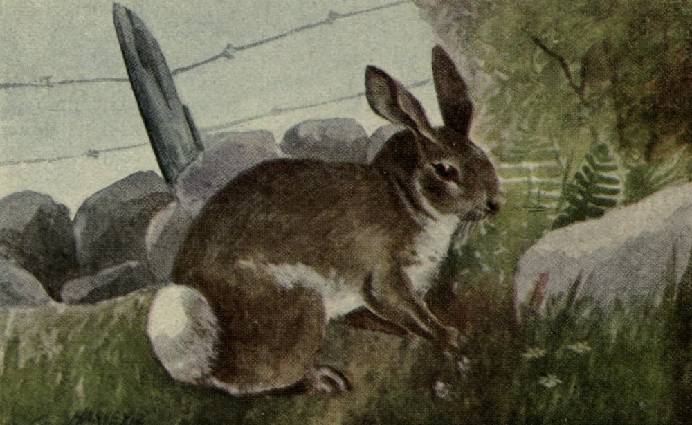North American Wild Animals 1915 Cottontail rabbit Canvas Art - Harry F Harvey (18 x 24)