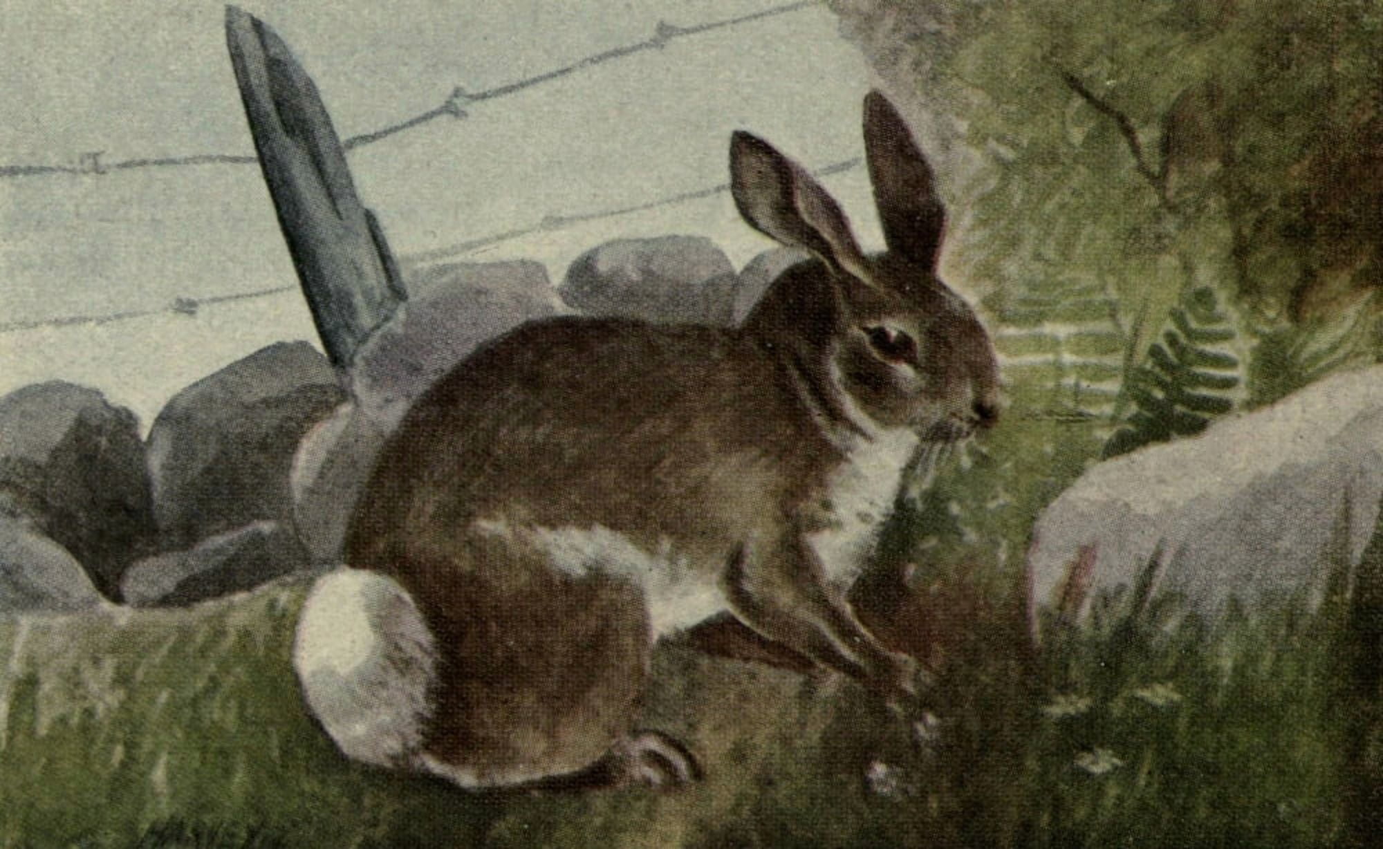 North American Wild Animals 1915 Cottontail rabbit Canvas Art - Harry F Harvey (24 x 36)