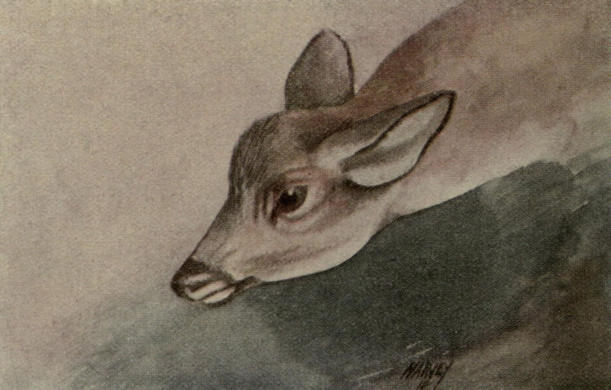 North American Wild Animals 1915 Deer Canvas Art - Harry F Harvey (18 x 24)