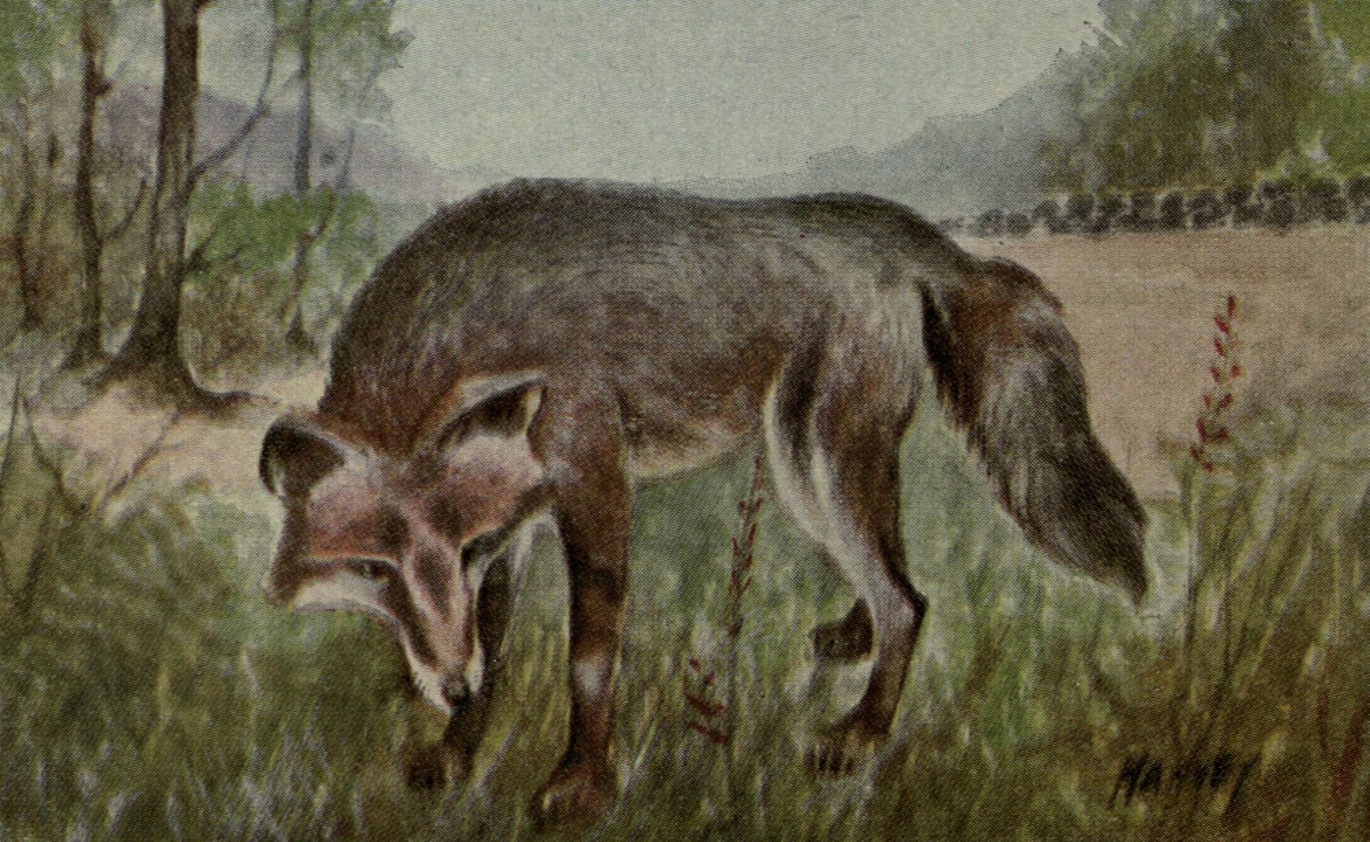 North American Wild Animals 1915 Grey Fox Canvas Art - Harry F Harvey (18 x 24)
