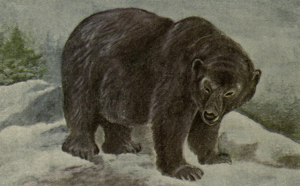 North American Wild Animals 1915 Grizzly Bear Canvas Art - Harry F Harvey (24 x 36)