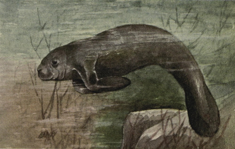 North American Wild Animals 1915 Manatee Canvas Art - Harry F Harvey (18 x 24)