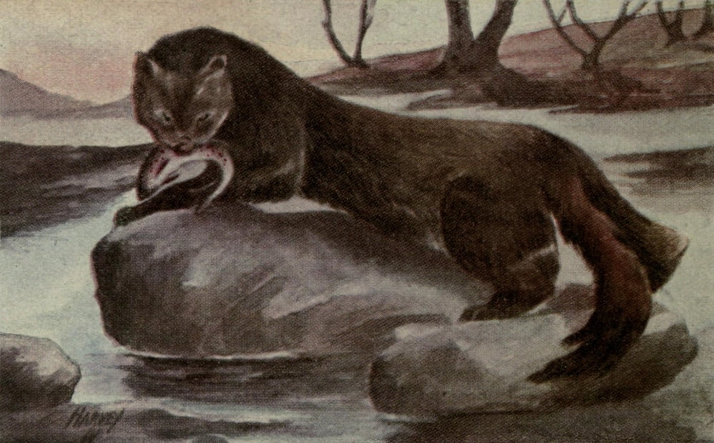 North American Wild Animals 1915 Mink Canvas Art - Harry F Harvey (18 x 24)