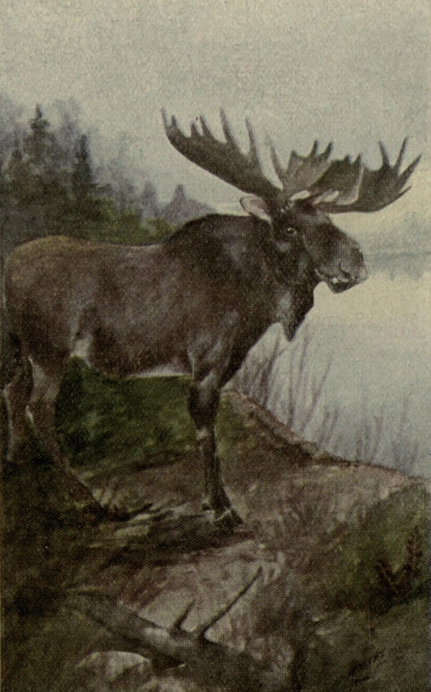 North American Wild Animals 1915 Moose Canvas Art - Harry F Harvey (24 x 36)