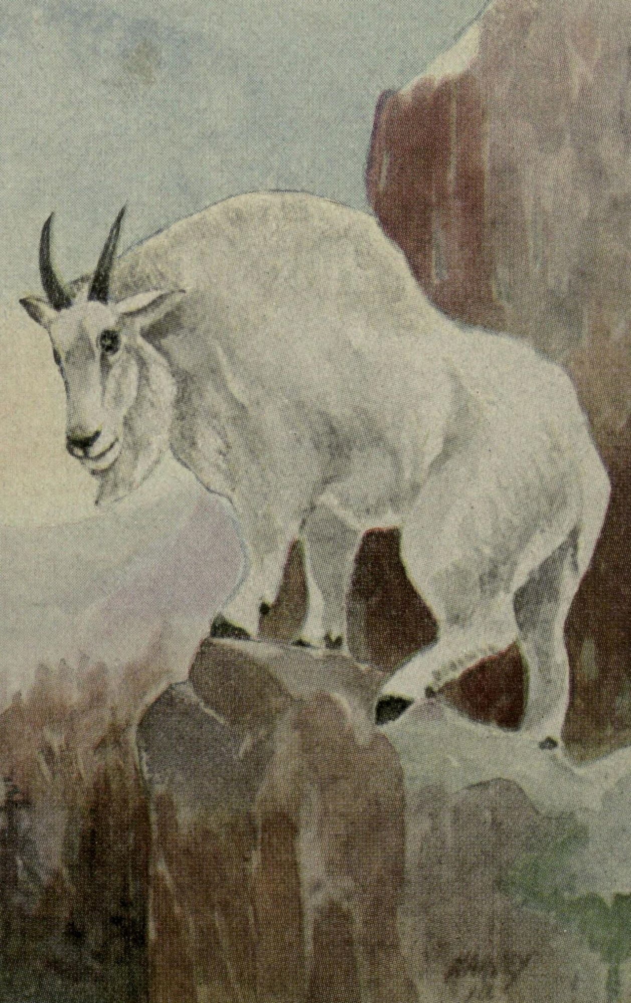 North American Wild Animals 1915 Mountain Goat Canvas Art - Harry F Harvey (18 x 24)