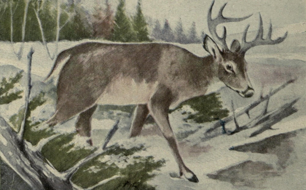 North American Wild Animals 1915 Mule Deer Canvas Art - Harry F Harvey (24 x 36)