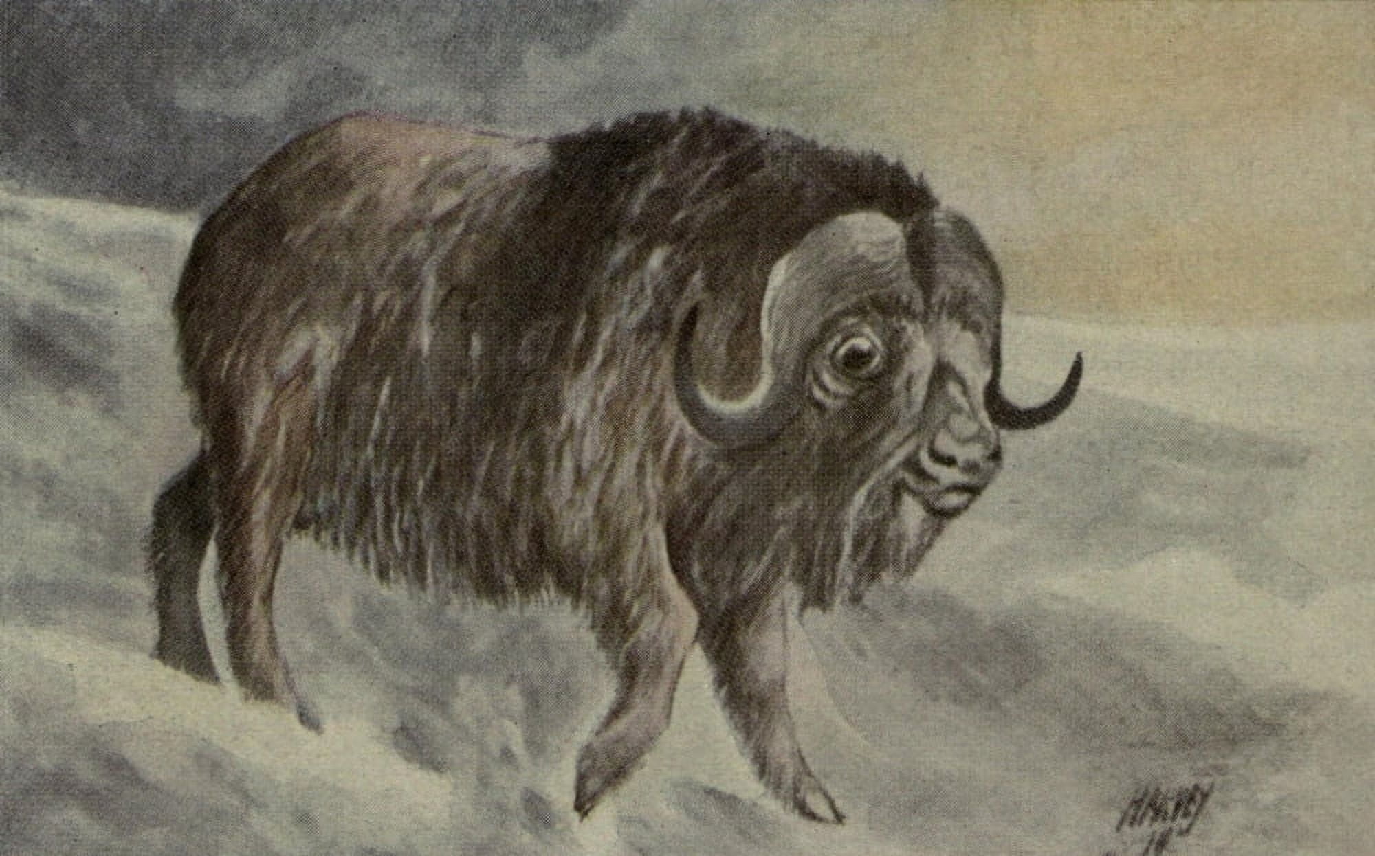 North American Wild Animals 1915 Musk Ox Canvas Art - Harry F Harvey (18 x 24)