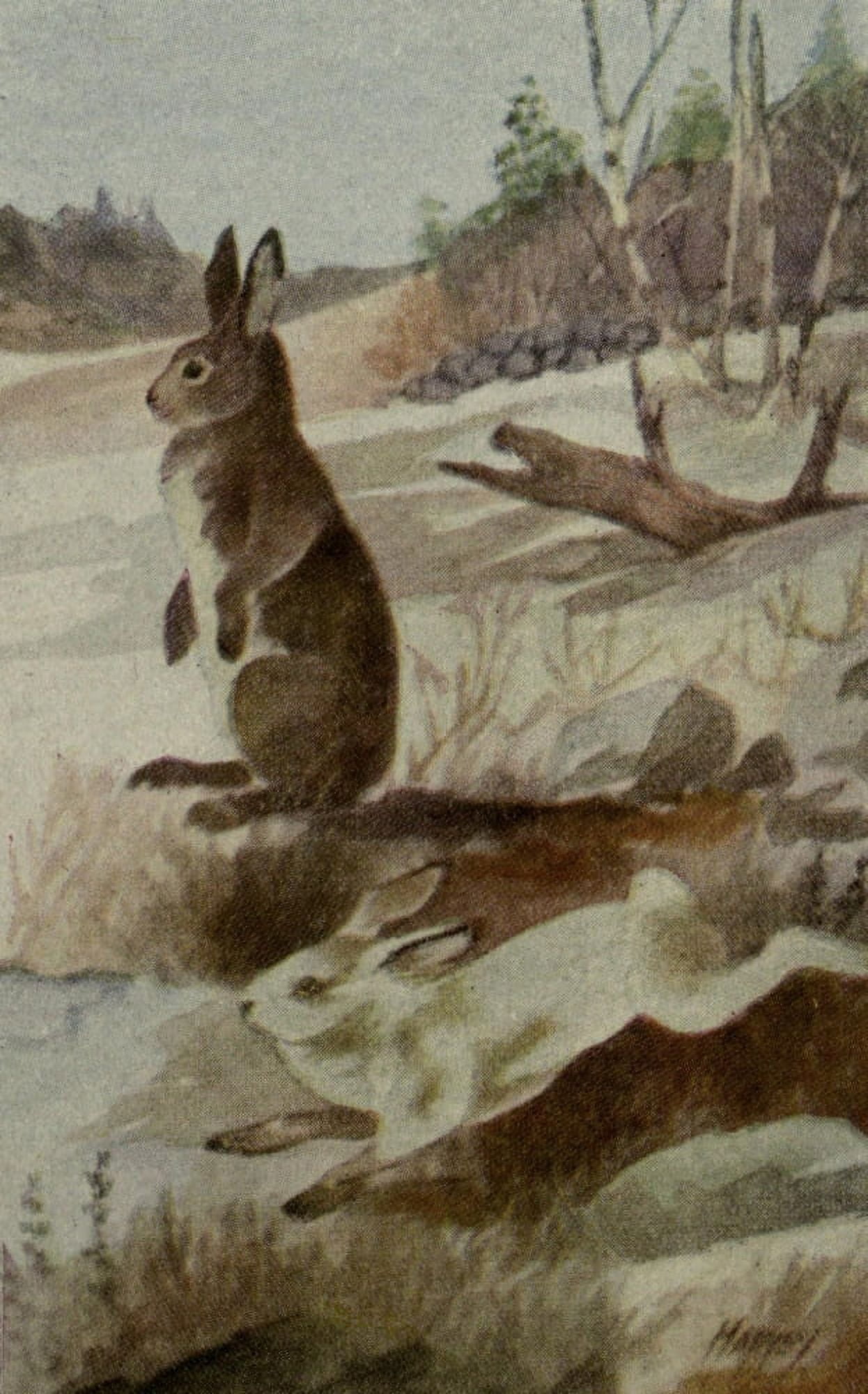 North American Wild Animals 1915 Northern Hare Canvas Art - Harry F Harvey (18 x 24)