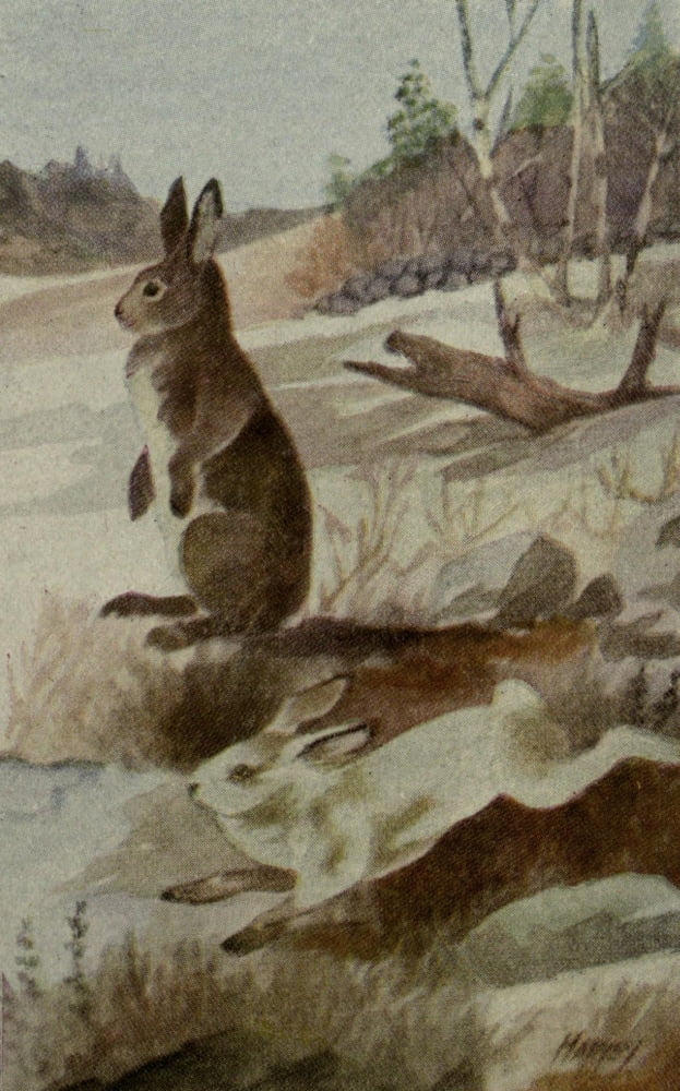 North American Wild Animals 1915 Northern Hare Canvas Art - Harry F Harvey (24 x 36)