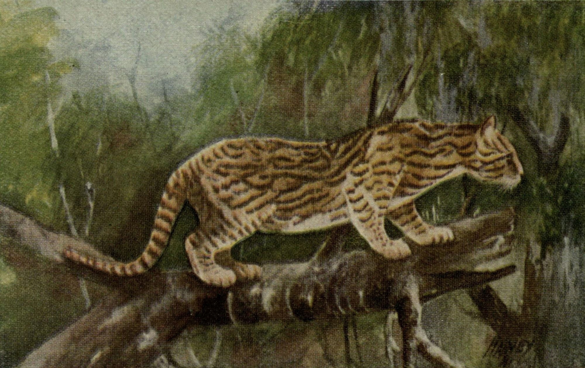 North American Wild Animals 1915 Ocelot Canvas Art - Harry F Harvey (18 x 24)