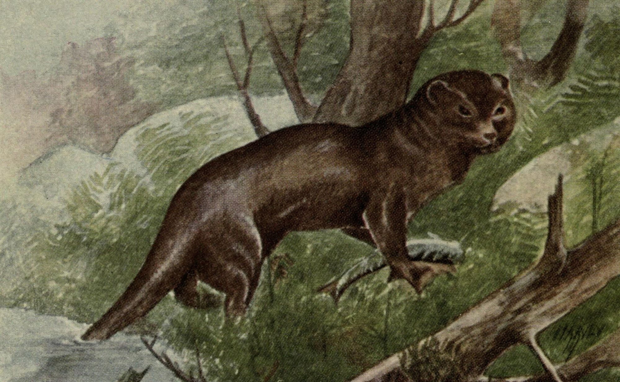 North American Wild Animals 1915 Otter Canvas Art - Harry F Harvey (18 x 24)