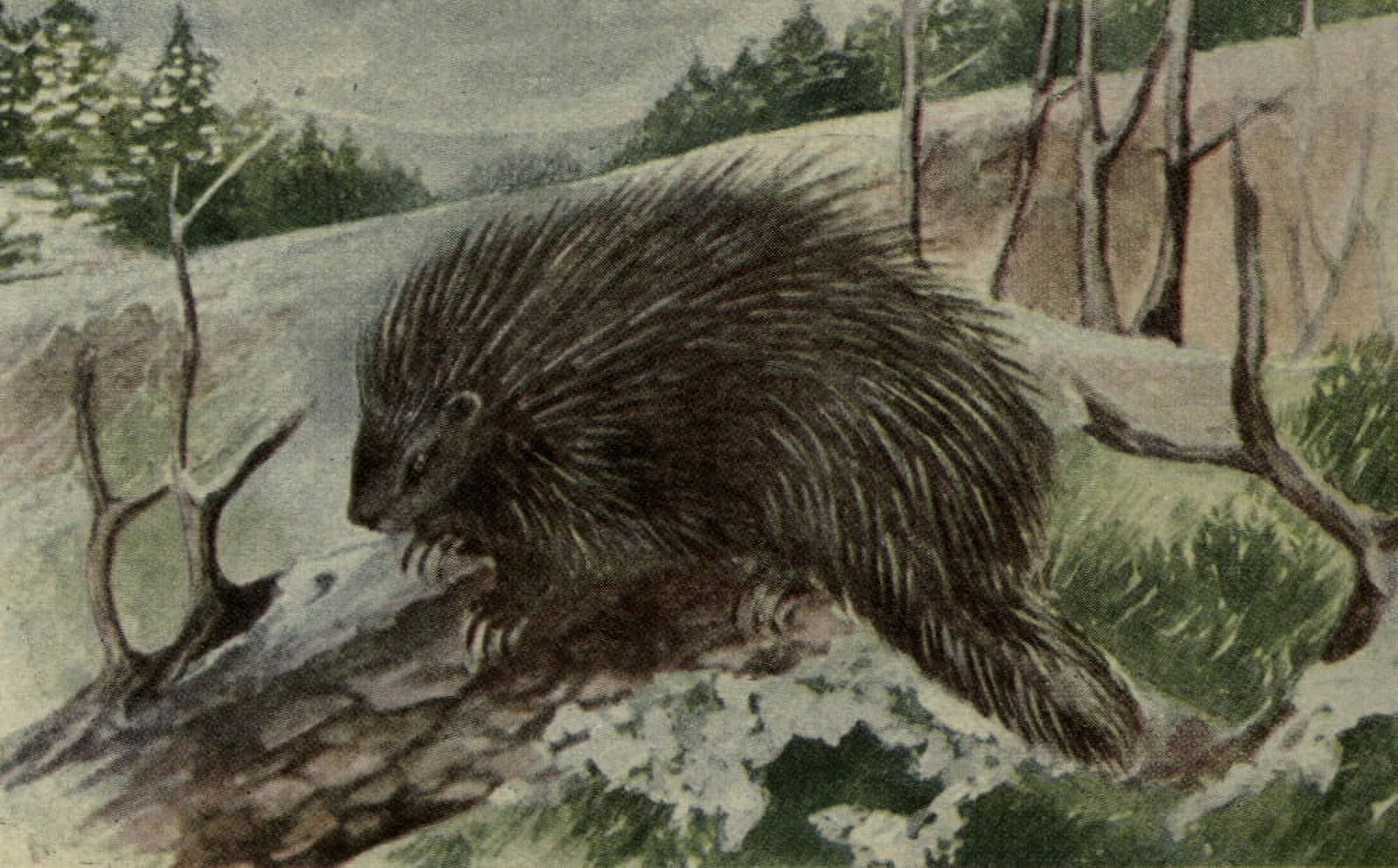 North American Wild Animals 1915 Porcupine Canvas Art - Harry F Harvey (18 x 24)