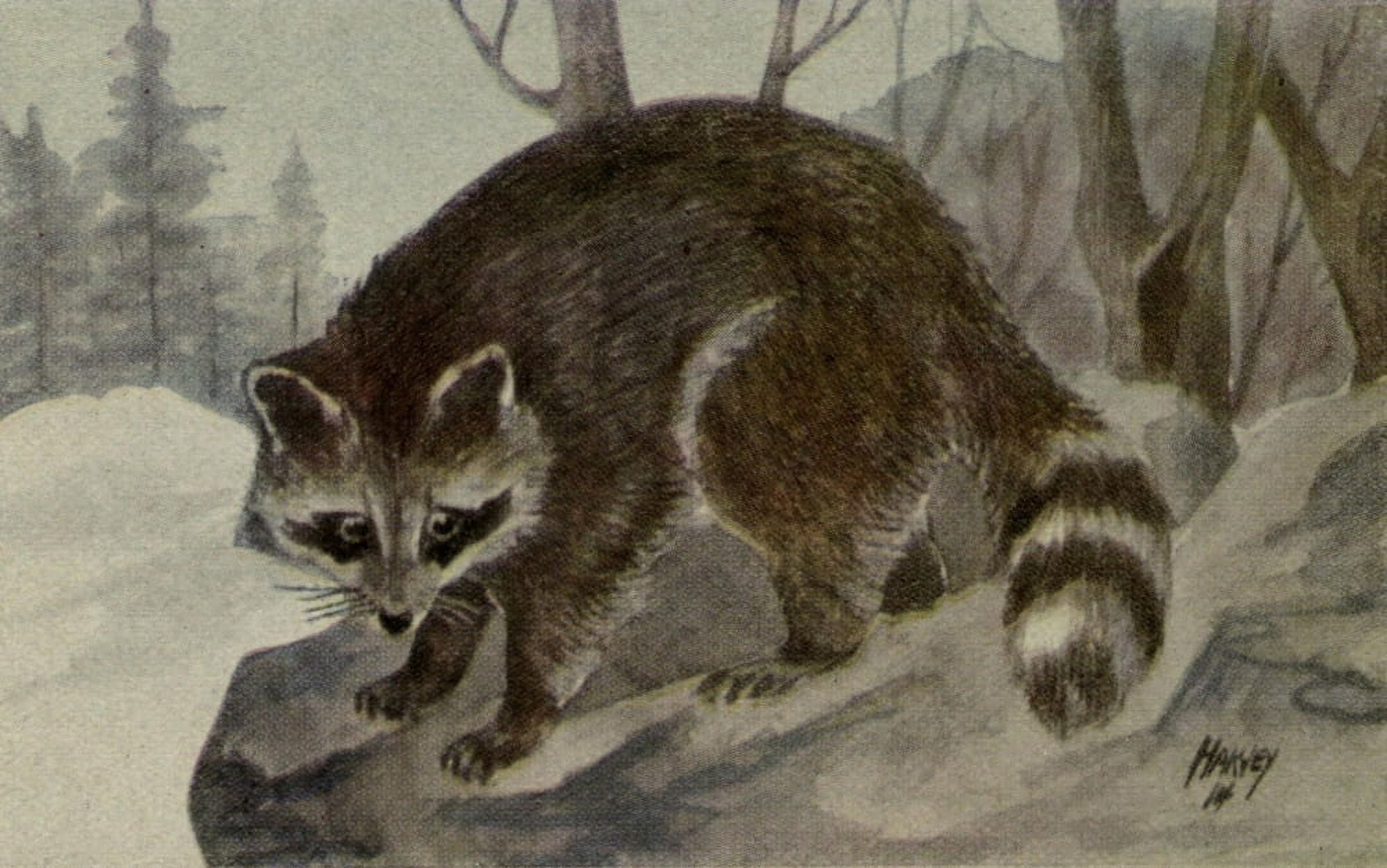 North American Wild Animals 1915 Racoon Canvas Art - Harry F Harvey (18 x 24)