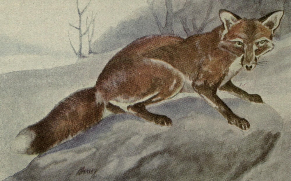 North American Wild Animals 1915 Red Fox Canvas Art - Harry F Harvey (24 x 36)
