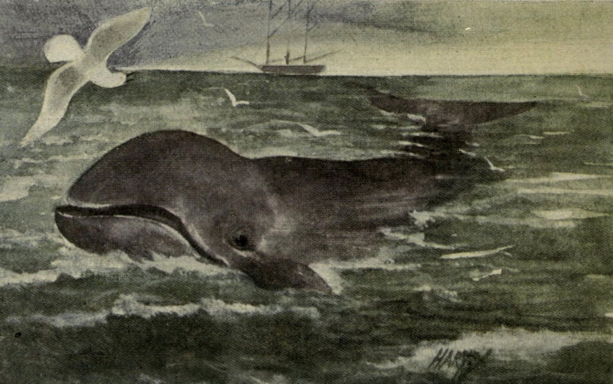 North American Wild Animals 1915 Right Whale Canvas Art - Harry F Harvey (18 x 24)