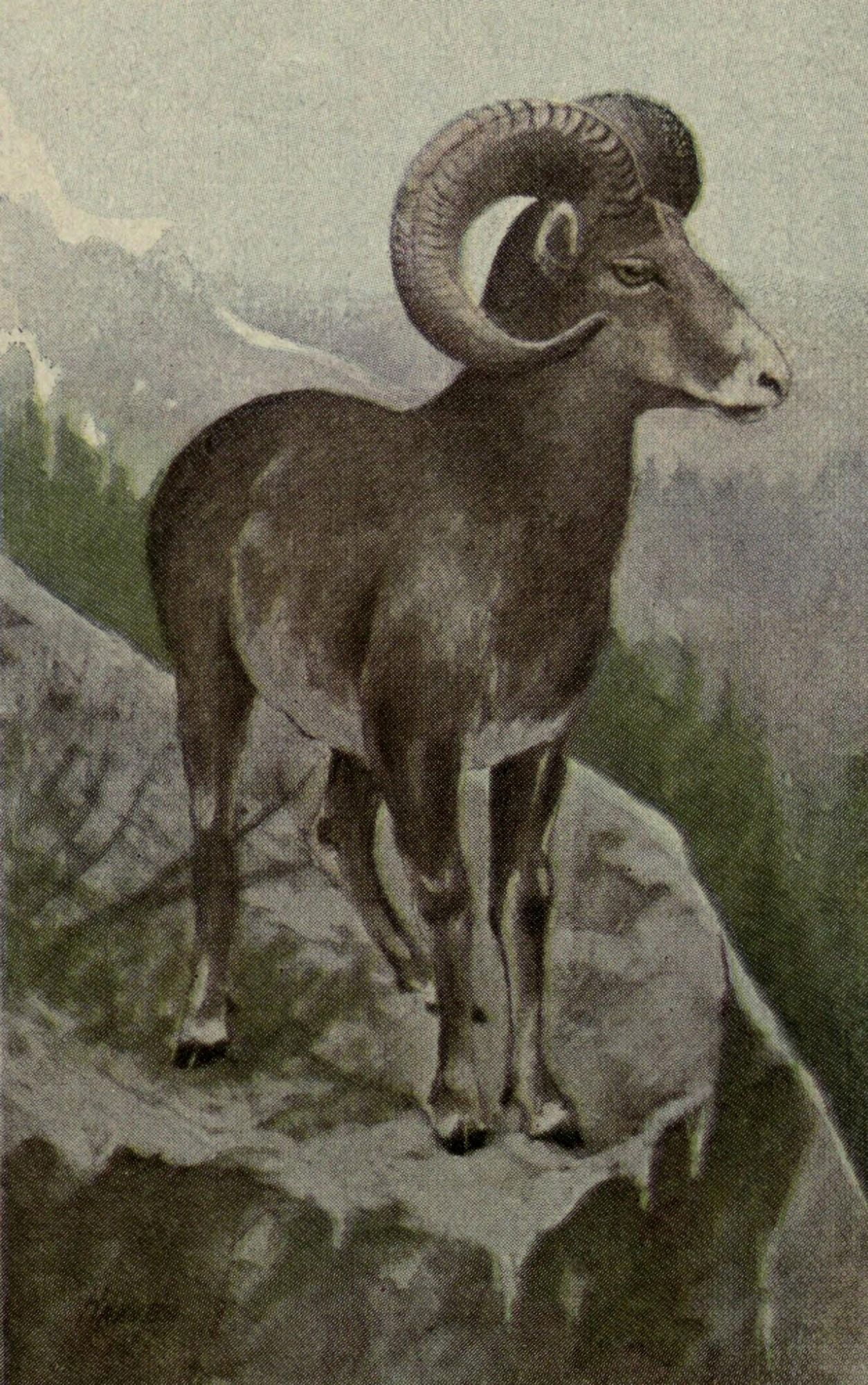 North American Wild Animals 1915 Rocky Mountain Sheep Canvas Art - Harry F Harvey (18 x 24)