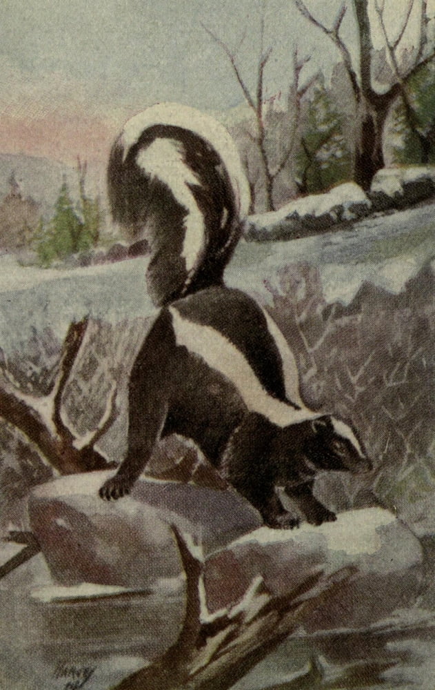 North American Wild Animals 1915 Skunk Canvas Art - Harry F Harvey (18 x 24)