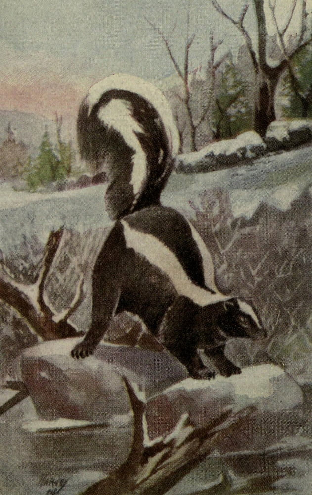 North American Wild Animals 1915 Skunk Canvas Art - Harry F Harvey (24 x 36)