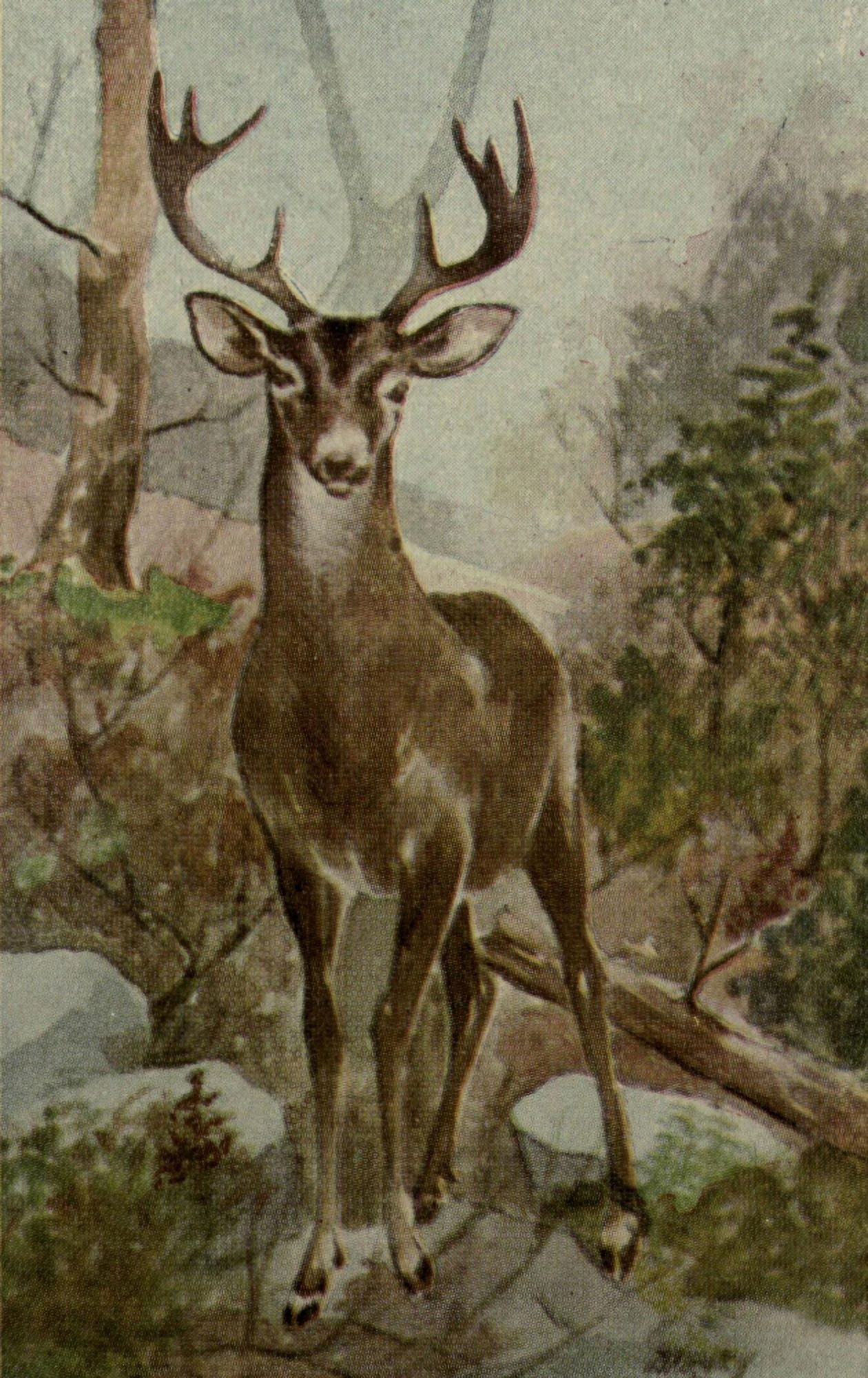 North American Wild Animals 1915 Virginia Deer Canvas Art - Harry F Harvey (18 x 24)