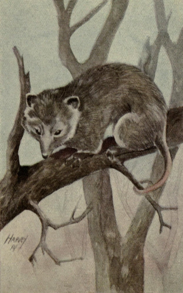 North American Wild Animals 1915 Virginia Opossum Canvas Art - Harry F Harvey (24 x 36)