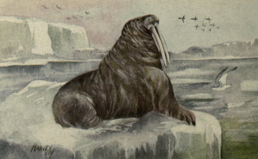 North American Wild Animals 1915 Walrus Canvas Art - Harry F Harvey (24 x 36)