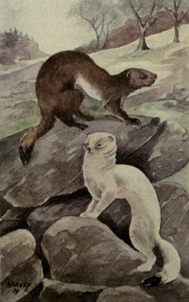 North American Wild Animals 1915 Weasel or Ermine Canvas Art - Harry F Harvey (18 x 24)