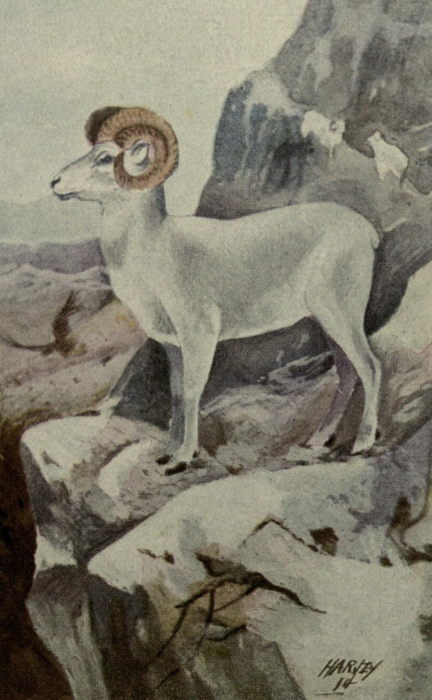 North American Wild Animals 1915 White Mountain Sheep Canvas Art - Harry F Harvey (24 x 36)