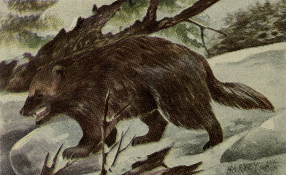 North American Wild Animals 1915 Wolverine Canvas Art - Harry F Harvey (18 x 24)