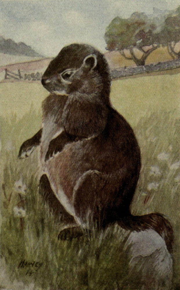 North American Wild Animals 1915 Woodchuck Canvas Art - Harry F Harvey (24 x 36)