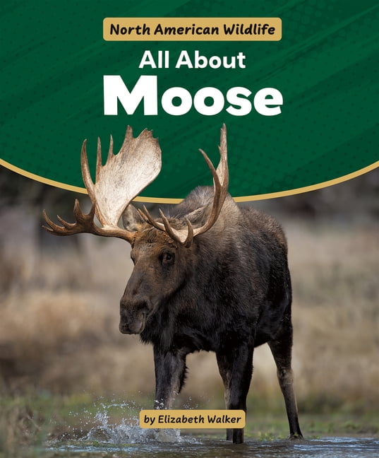 North American Wildlife All about Moose, (Paperback)