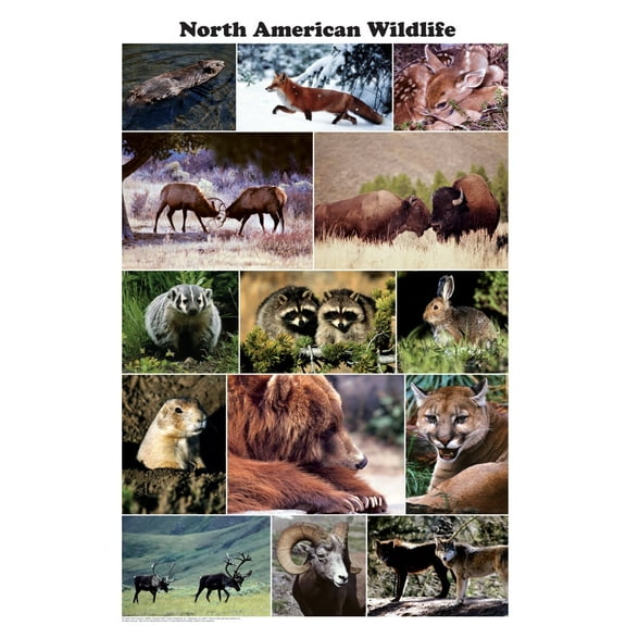 North American Wildlife Photographic Poster 24x36