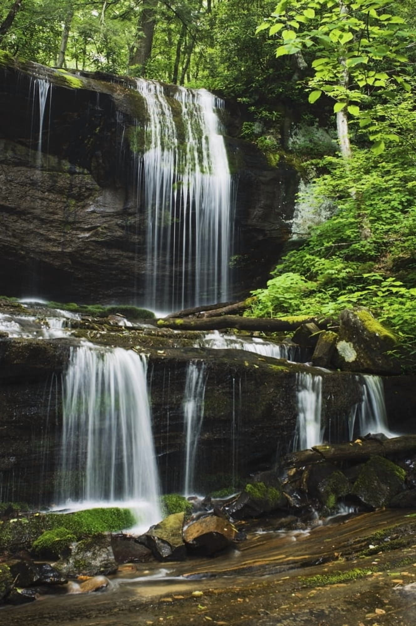 North Carolina United States Of America Lush Summer Foliage At Grassy Creek Falls Canvas Art - Natural Selection Robert Cable Design Pics (24 x 38)