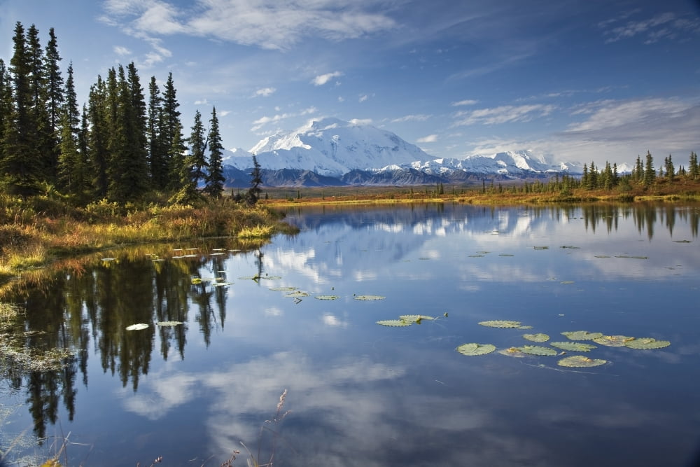 The North Face And Peak Of Mt Mckinley Is Reflected In A Small Tundra Pond In Denali National Park Alaska Canvas Art - John Delapp Design Pics (34 x 22)