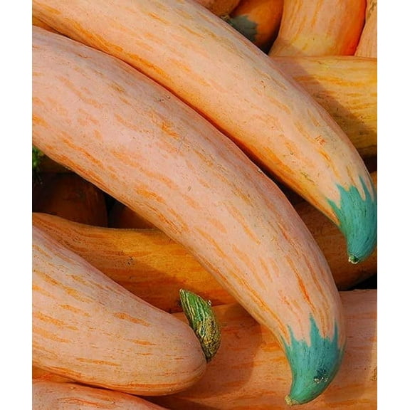 North Georgia Candy Roaster Seeds for Planting (10 Seeds)