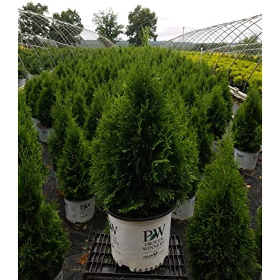 Live plant from Green Promise Farms Thuja occidentalis 'North Pole' (Arborvitae) Evergreen, 3-Size Container, Green Foliage