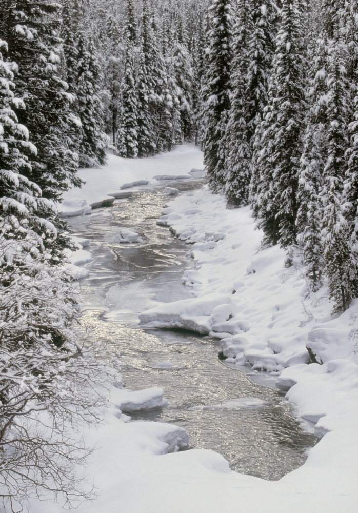 North Saskatchewan River Banff National Park Alberta Canada Canvas Art - Darwin Wiggett Design Pics (22 x 32)