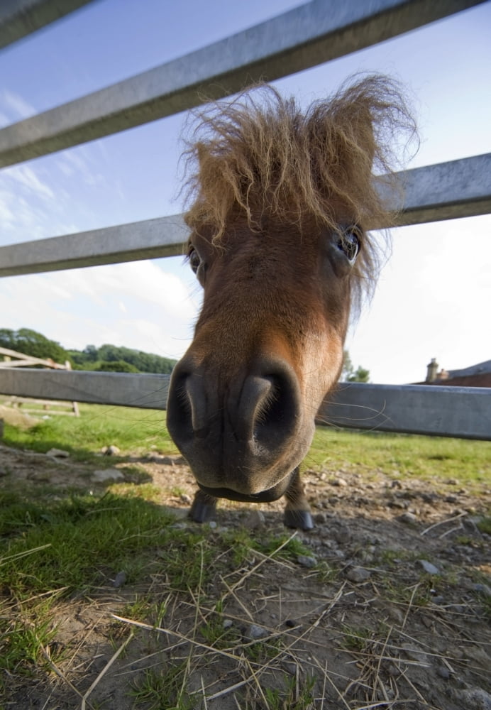 North Yorkshire England Horse Looking Through Fence Canvas Art - John Short Design Pics (22 x 34)