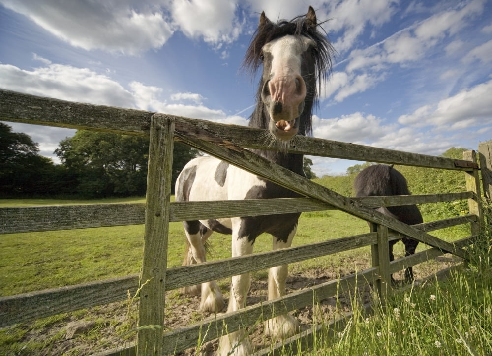 North Yorkshire England Horses Canvas Art - John Short Design Pics (34 x 24)