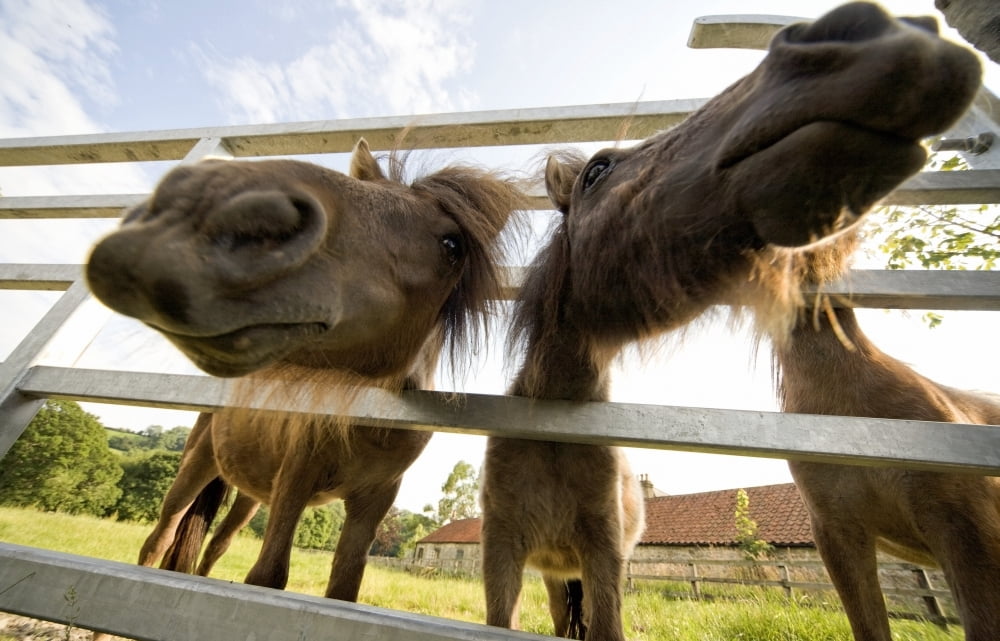 North Yorkshire England Horses Looking Through Fence Canvas Art - John Short Design Pics (19 x 12)